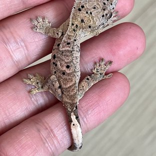 슈퍼달마시안 달마시안