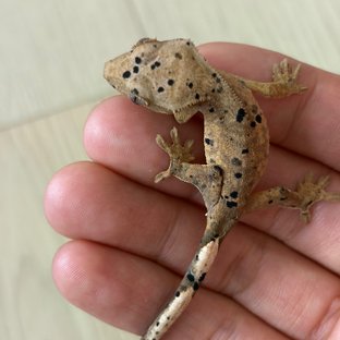 콜라x펩시