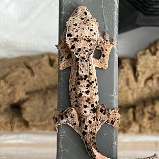 슈퍼달마시안 달마시안