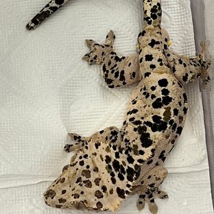 슈퍼달마시안 달마시안