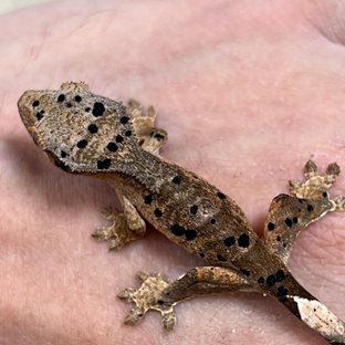 슈퍼달마시안 달마시안