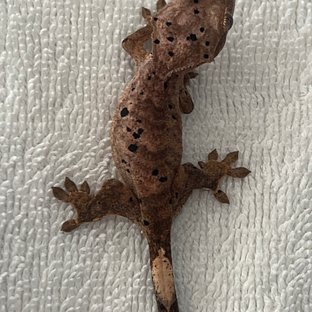 슈퍼달마시안 달마시안