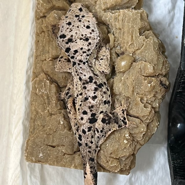 슈퍼달마시안 달마시안