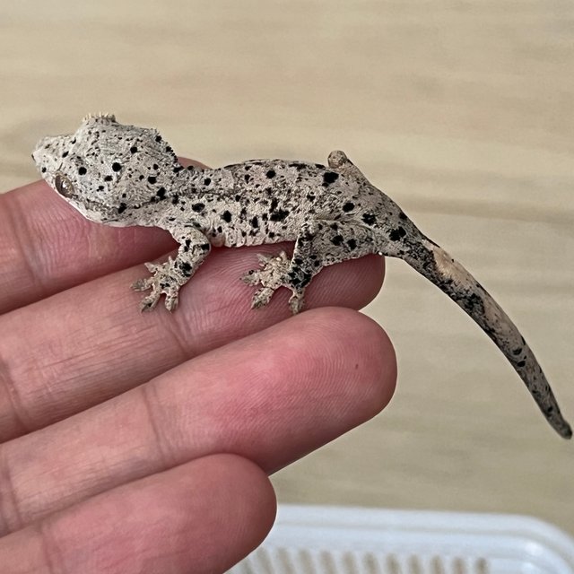 달마시안 슈퍼달마시안