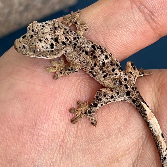 슈퍼달마시안 달마시안