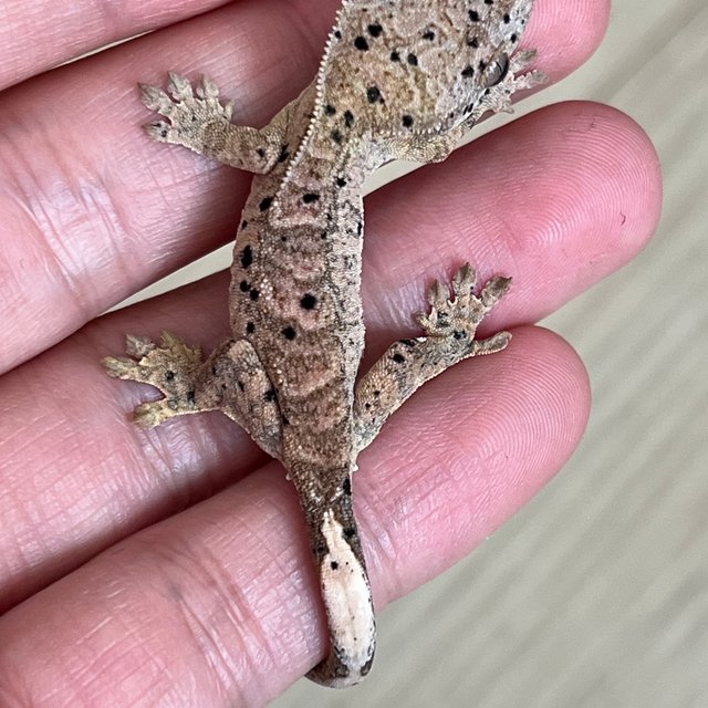 슈퍼달마시안 달마시안