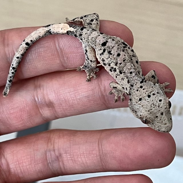 달마시안 슈퍼달마시안