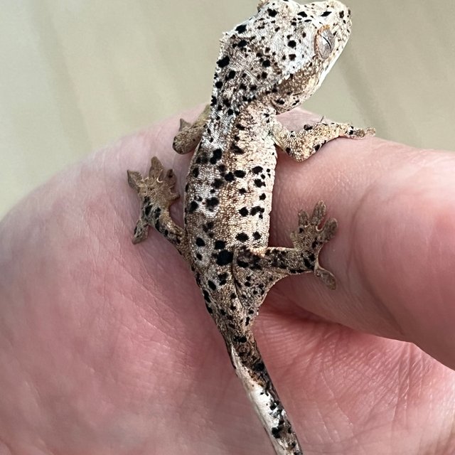 슈퍼달마시안 달마시안