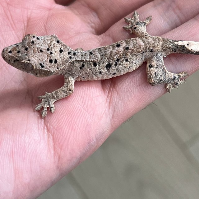 슈퍼달마시안 달마시안