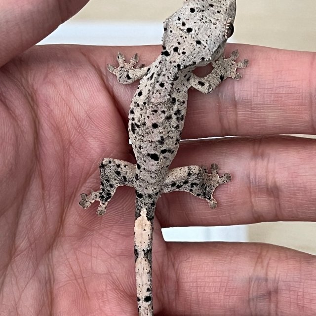 달마시안 슈퍼달마시안