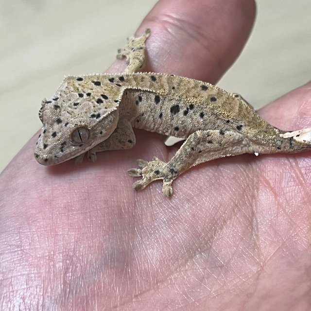 슈퍼달마시안 달마시안