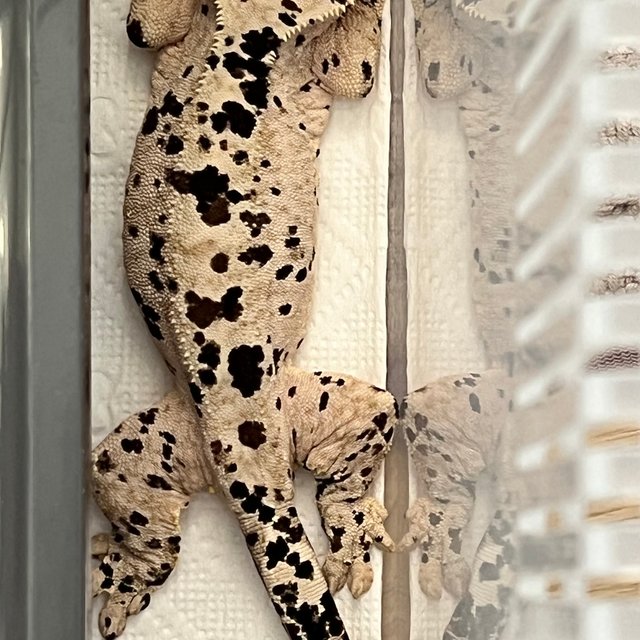 슈퍼달마시안 달마시안