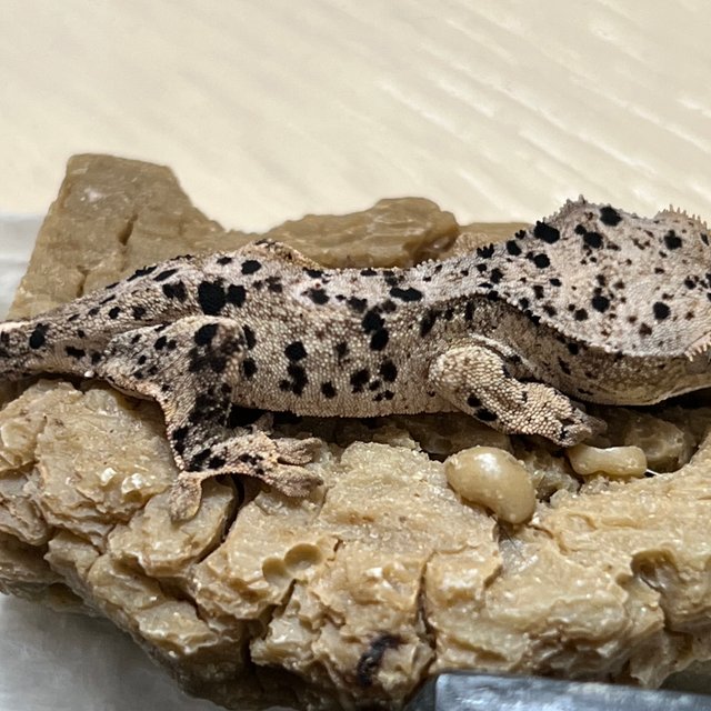 슈퍼달마시안 달마시안