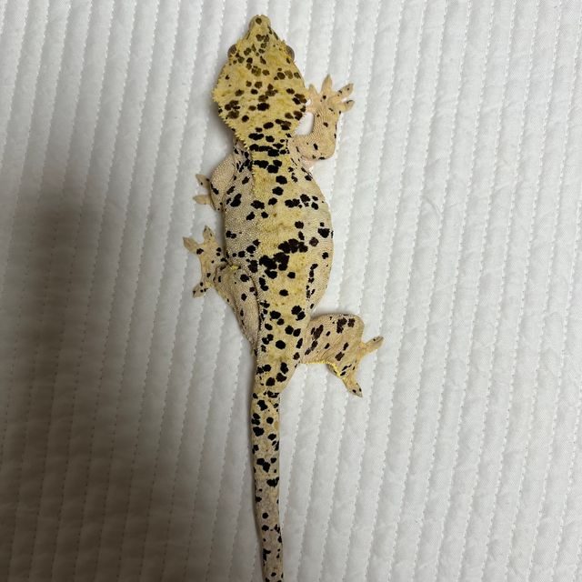 슈퍼달마시안