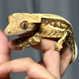 텐저린 쿼드 핀스트라이프 풀핀