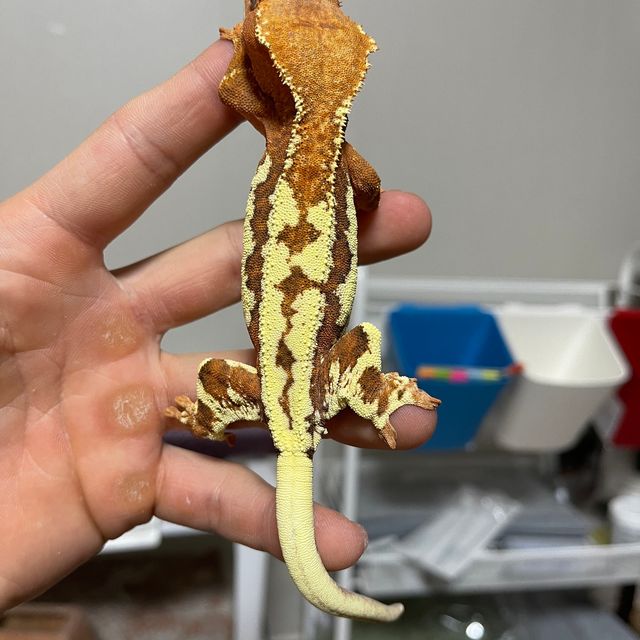 프라푸치노