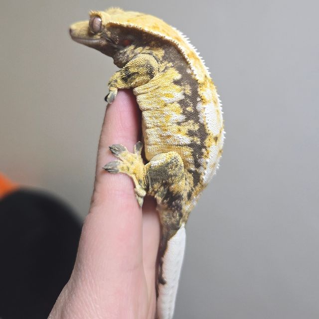 바브 텐저린 익스트림할리퀸 트라이