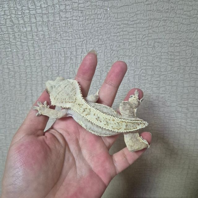 쿼드 크림시클 크림 옐로우