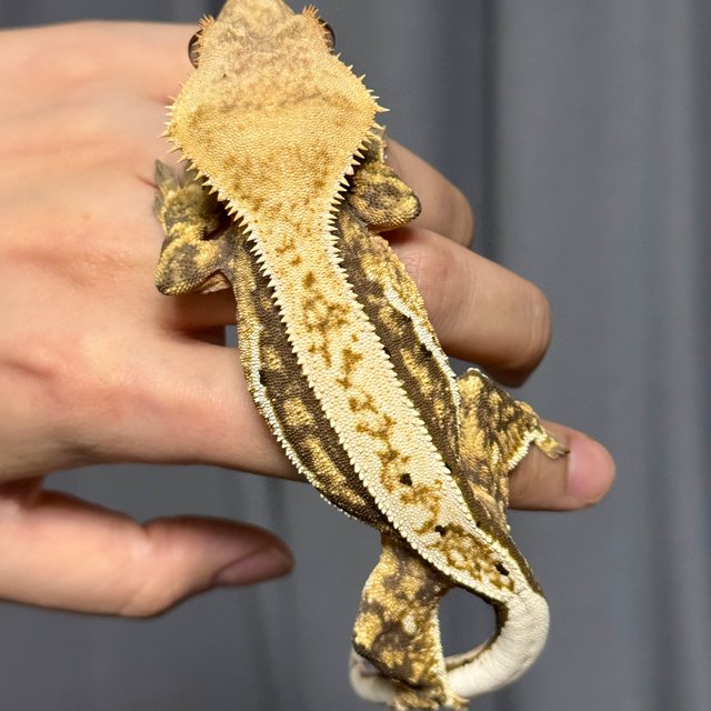 텐저린 쿼드 핀스트라이프 풀핀