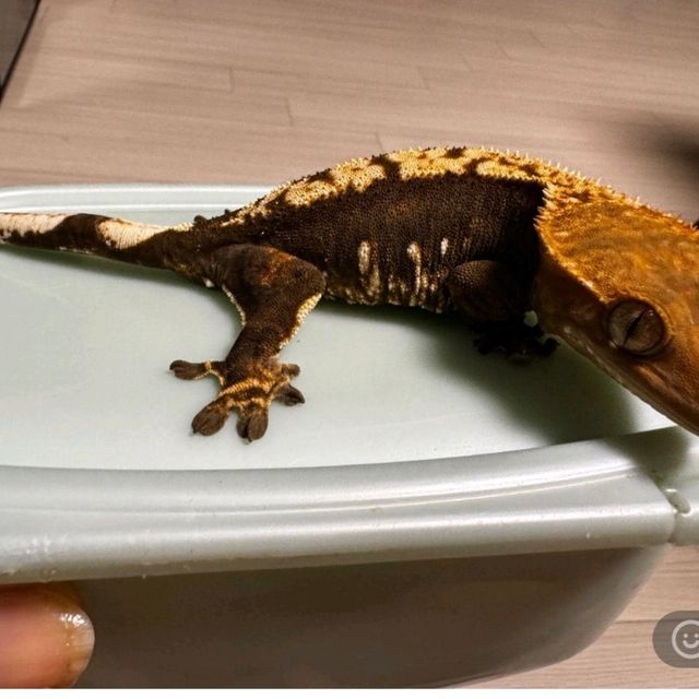100%헷아잔틱