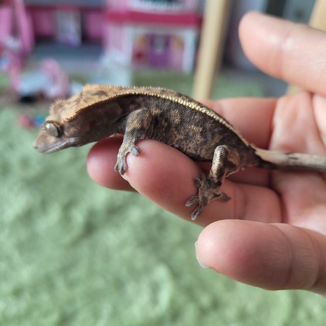 트라이 카푸치노