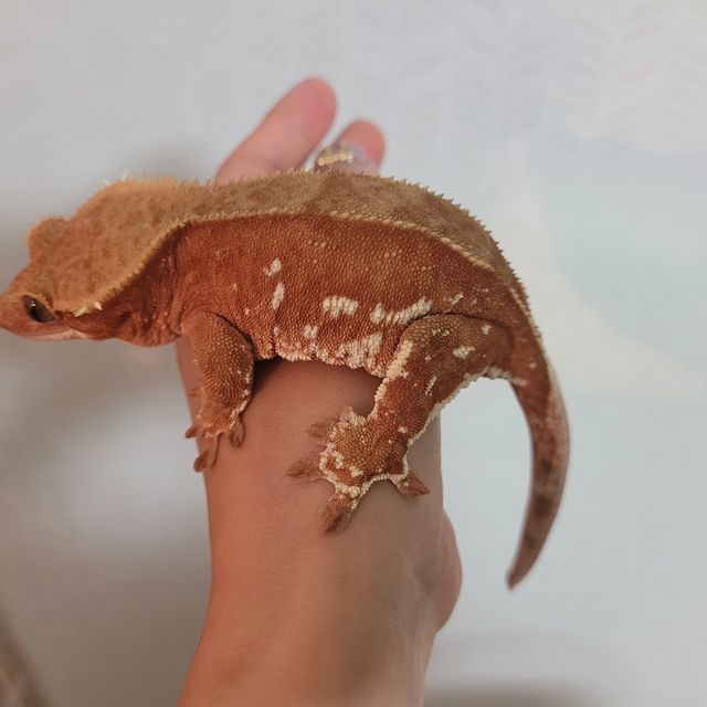 레드