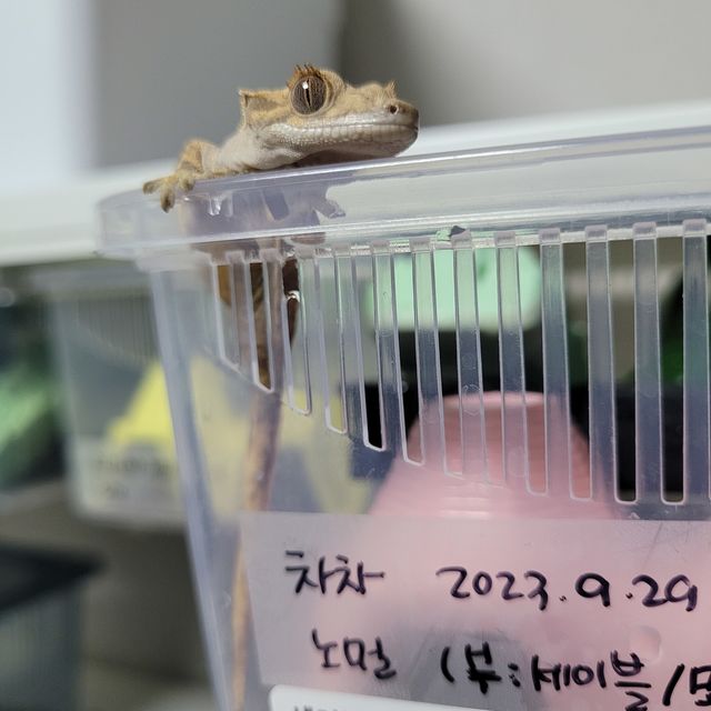 노멀