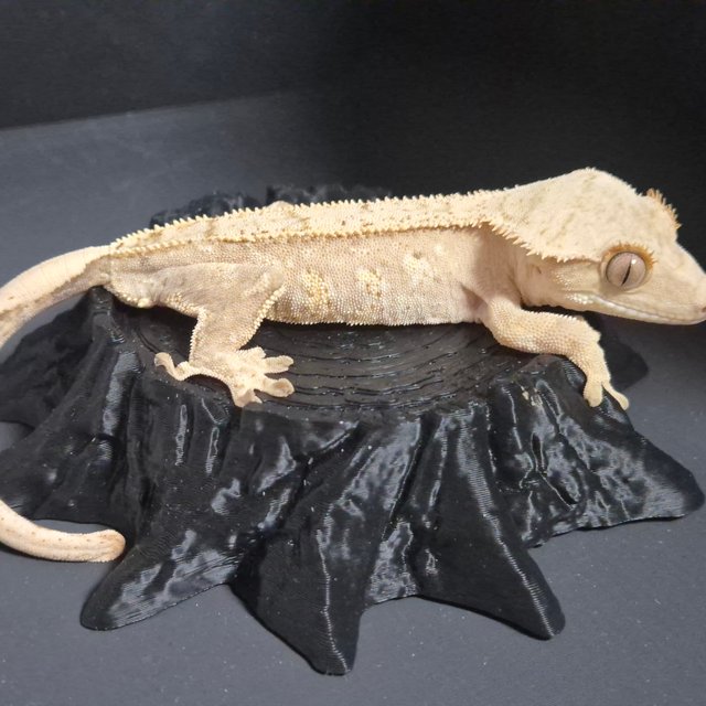 크림시클 핀스트라이프