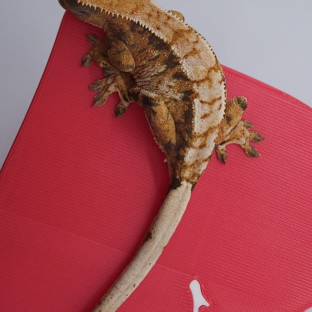 노멀 트라이 익스트림할리퀸