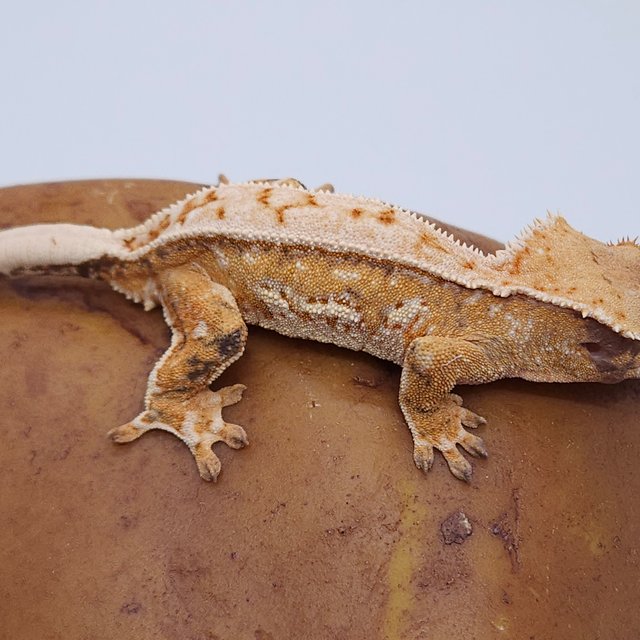 노멀 트라이 익스트림할리퀸