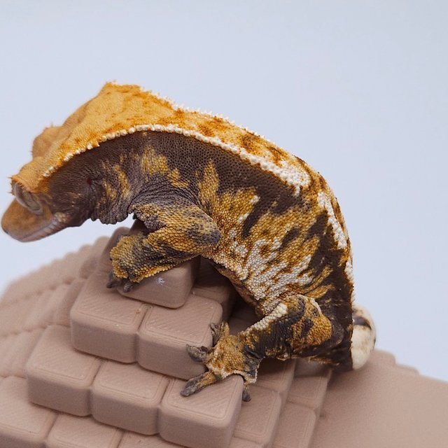 노멀 트라이 익스트림할리퀸