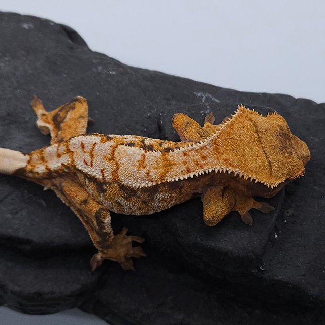 노멀 트라이 익스트림할리퀸