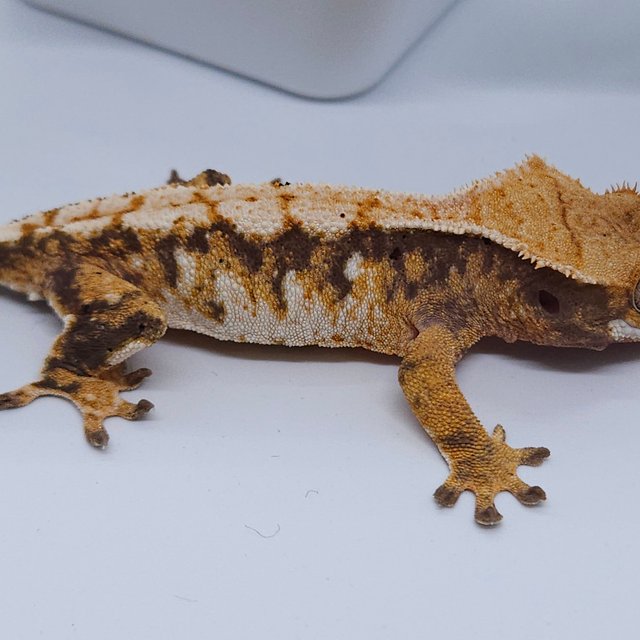 노멀 트라이 익스트림할리퀸