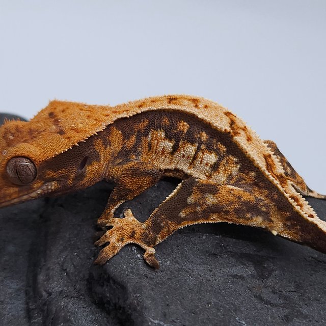 노멀 트라이 익스트림할리퀸