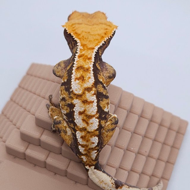 노멀 트라이 익스트림할리퀸