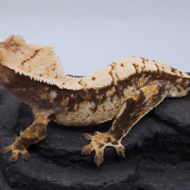 노멀 트라이 익스트림할리퀸