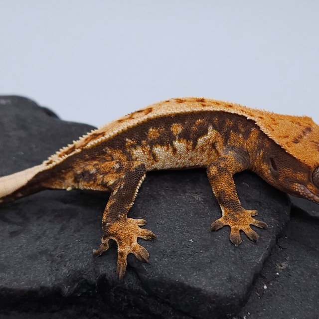 노멀 트라이 익스트림할리퀸