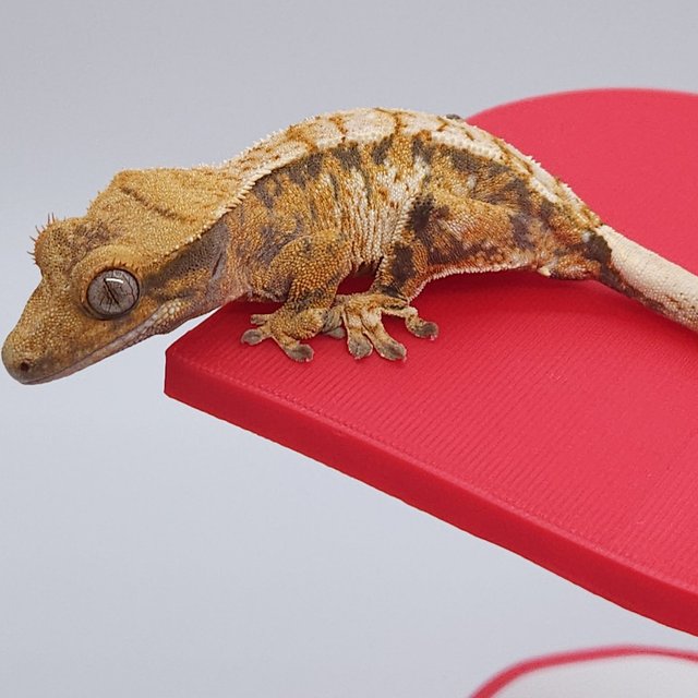 노멀 트라이 익스트림할리퀸