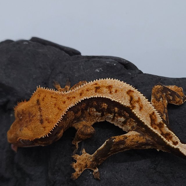 노멀 트라이 익스트림할리퀸