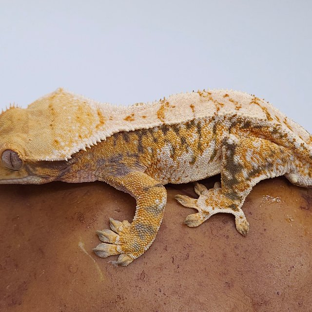 노멀 트라이 익스트림할리퀸