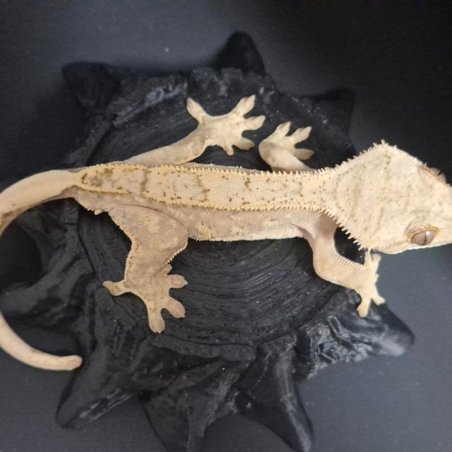 크림시클 핀스트라이프