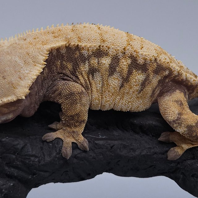 노멀 드리피 트라이 익스트림할리퀸