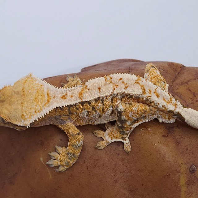 노멀 트라이 익스트림할리퀸