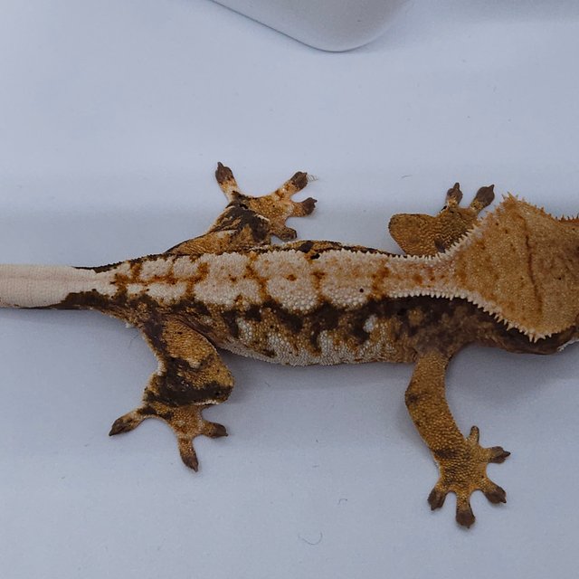 노멀 트라이 익스트림할리퀸