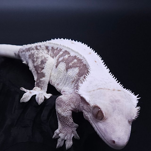 릴리화이트 풀핀 화이트