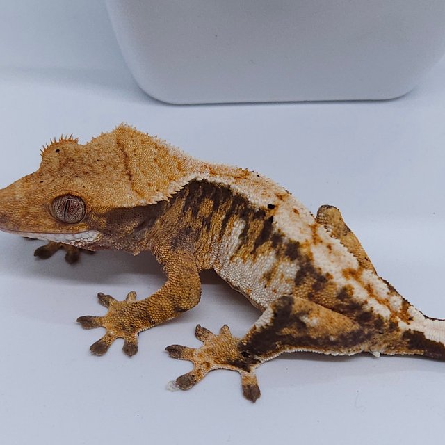 노멀 트라이 익스트림할리퀸