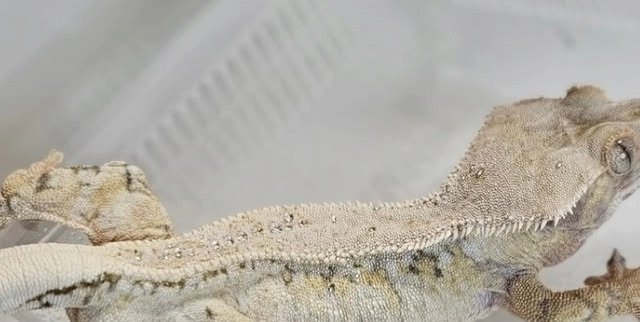 노멀 트라이 익스트림할리퀸