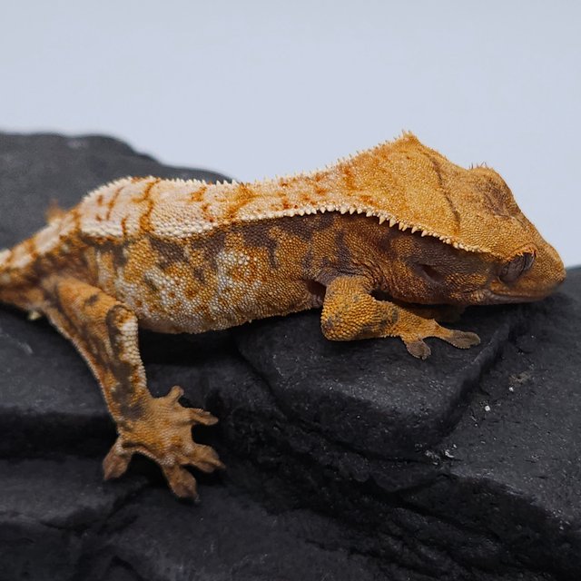 노멀 트라이 익스트림할리퀸