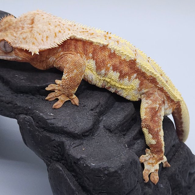 릴리화이트 레드