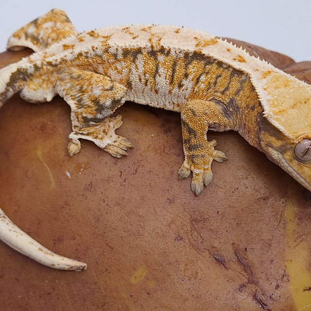 노멀 트라이 익스트림할리퀸